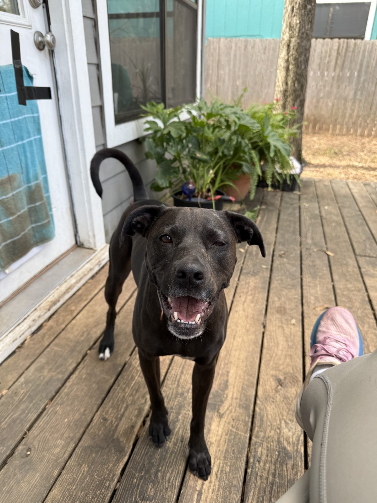 Maisie smiling on the back deck
