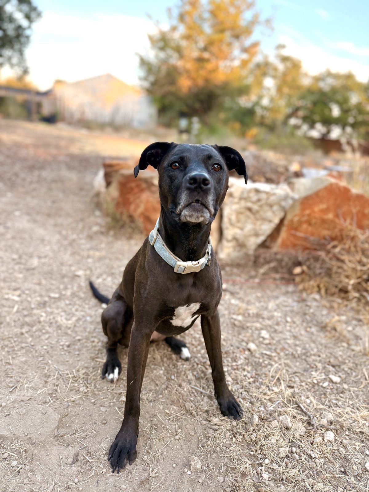 Maisie sitting on cue on a trail