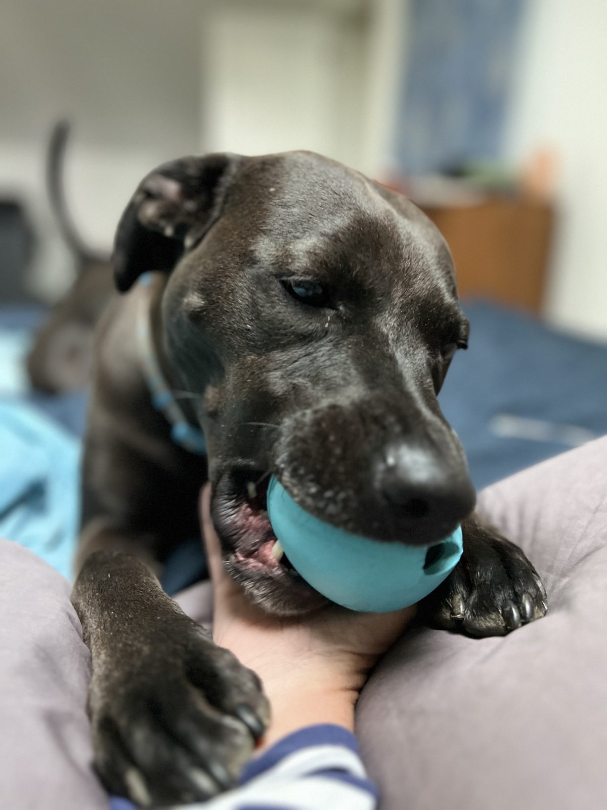 Maisie holding a blue toy ball